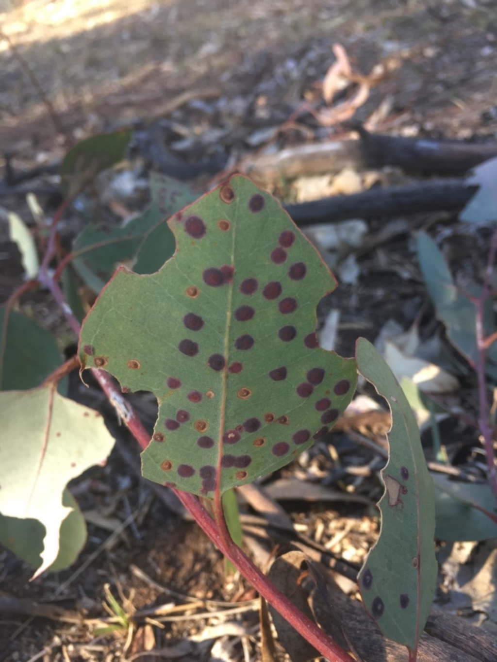 Leaf spot fungus at Majura, ACT - 7 Oct 2017