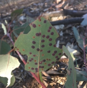 Leaf spot fungus at Majura, ACT - 7 Oct 2017
