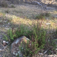 Cheilanthes sieberi (Rock Fern) at Mount Ainslie - 7 Oct 2017 by W