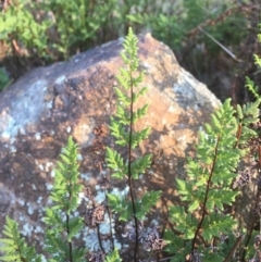 Cheilanthes sieberi at Majura, ACT - 7 Oct 2017