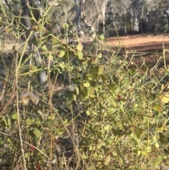 Daviesia genistifolia (Broom Bitter Pea) at Majura, ACT - 7 Oct 2017 by W