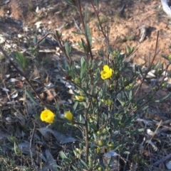 Hibbertia obtusifolia (Grey Guinea-flower) at Mount Ainslie - 7 Oct 2017 by W