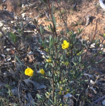 Hibbertia obtusifolia (Grey Guinea-flower) at Majura, ACT - 7 Oct 2017 by W