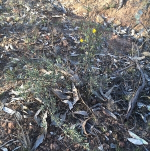 Hibbertia obtusifolia at Majura, ACT - 7 Oct 2017
