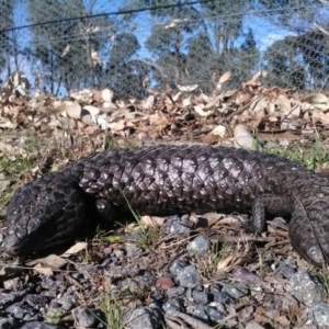 Tiliqua rugosa at Gungahlin, ACT - 7 Oct 2017