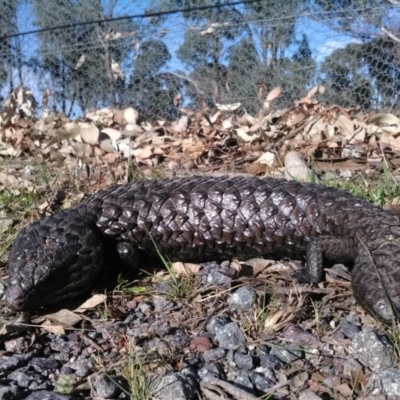 Tiliqua rugosa (Shingleback Lizard) at Gungahlin, ACT - 7 Oct 2017 by cf17
