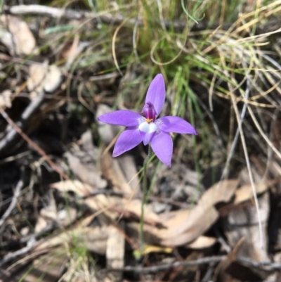 Glossodia major (Wax Lip Orchid) at Acton, ACT - 7 Oct 2017 by Floramaya