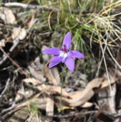 Glossodia major (Wax Lip Orchid) at Acton, ACT - 7 Oct 2017 by Floramaya