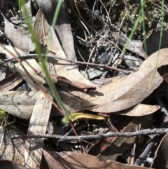 Glossodia major at Acton, ACT - suppressed