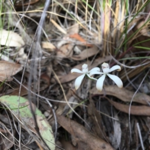 Caladenia ustulata at Acton, ACT - suppressed