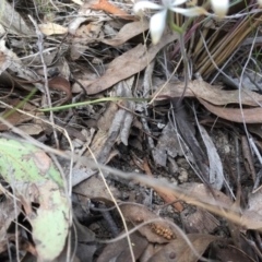 Caladenia ustulata at Acton, ACT - 7 Oct 2017