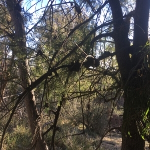 Exocarpos cupressiformis at Majura, ACT - 7 Oct 2017