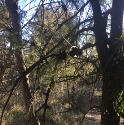 Exocarpos cupressiformis (Cherry Ballart) at Majura, ACT - 7 Oct 2017 by W