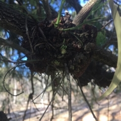 Exocarpos cupressiformis at Majura, ACT - 7 Oct 2017