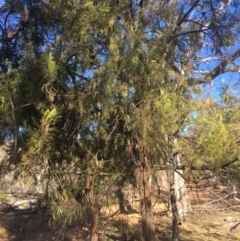 Exocarpos cupressiformis at Majura, ACT - 7 Oct 2017