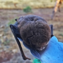 Chalinolobus morio (Chocolate Wattled Bat) at Wandiyali-Environa Conservation Area - 27 Jan 2017 by Wandiyali