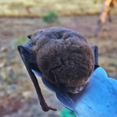 Chalinolobus morio (Chocolate Wattled Bat) at Wandiyali-Environa Conservation Area - 27 Jan 2017 by Wandiyali
