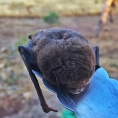 Chalinolobus morio (Chocolate Wattled Bat) at Googong, NSW - 27 Jan 2017 by Wandiyali