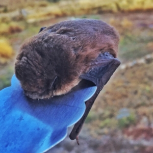 Chalinolobus morio at Googong, NSW - 28 Jan 2017