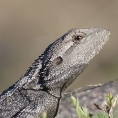 Amphibolurus muricatus (Jacky Lizard) at Mount Taylor - 7 Oct 2017 by roymcd