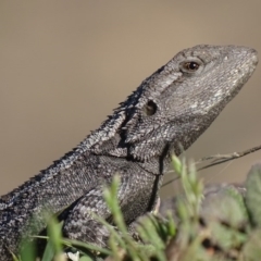 Amphibolurus muricatus at Pearce, ACT - 7 Oct 2017 05:14 PM