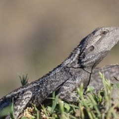 Amphibolurus muricatus at Pearce, ACT - 7 Oct 2017