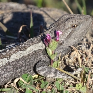 Amphibolurus muricatus at Pearce, ACT - 7 Oct 2017