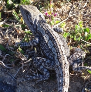 Amphibolurus muricatus at Pearce, ACT - 7 Oct 2017 05:14 PM