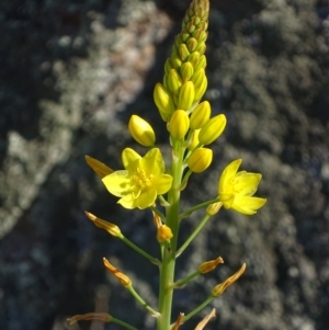 Bulbine glauca at Mount Taylor - 7 Oct 2017