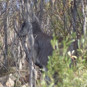 Osphranter robustus robustus at Mount Taylor - 7 Oct 2017 04:02 PM