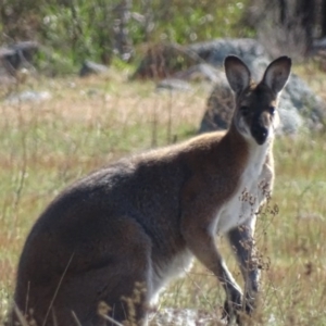 Notamacropus rufogriseus at Mount Taylor - 7 Oct 2017 04:24 PM