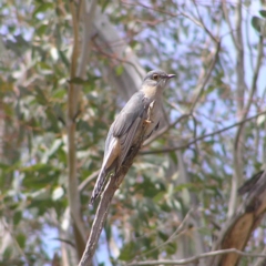 Cacomantis flabelliformis (Fan-tailed Cuckoo) at Namadgi National Park - 7 Oct 2017 by MatthewFrawley