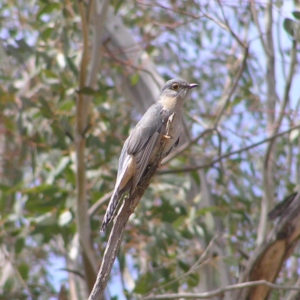 Cacomantis flabelliformis at Paddys River, ACT - 7 Oct 2017 12:33 PM