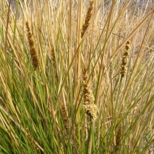 Carex appressa at Paddys River, ACT - 7 Oct 2017