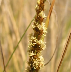 Carex appressa at Paddys River, ACT - 7 Oct 2017 10:41 AM