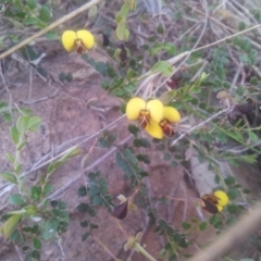 Bossiaea buxifolia (Matted Bossiaea) at Kambah, ACT - 27 Oct 2017 by RosemaryRoth