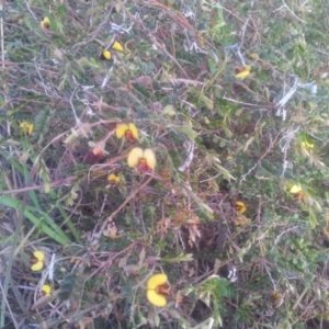 Bossiaea buxifolia at Kambah, ACT - 27 Oct 2017