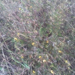 Bossiaea buxifolia at Kambah, ACT - 27 Oct 2017