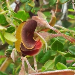 Bossiaea buxifolia at Kambah, ACT - 27 Oct 2017