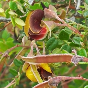 Bossiaea buxifolia at Kambah, ACT - 27 Oct 2017