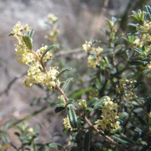 Pomaderris angustifolia at Tennent, ACT - 7 Oct 2017 12:09 PM