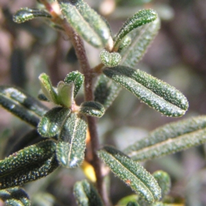 Pomaderris angustifolia at Tennent, ACT - 7 Oct 2017