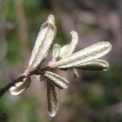 Pomaderris angustifolia at Tennent, ACT - 7 Oct 2017 12:09 PM