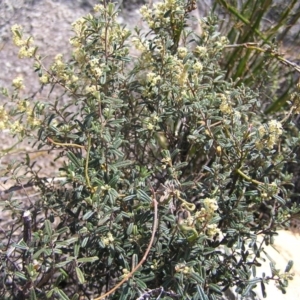 Pomaderris angustifolia at Tennent, ACT - 7 Oct 2017
