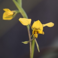 Diuris nigromontana (Black Mountain Leopard Orchid) at Acton, ACT - 7 Oct 2017 by GlenRyan
