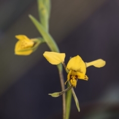 Diuris nigromontana at Acton, ACT - 7 Oct 2017