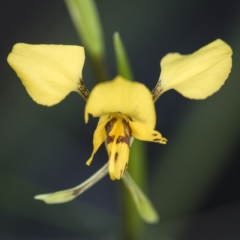 Diuris nigromontana at Acton, ACT - 7 Oct 2017