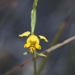 Diuris nigromontana at Acton, ACT - 7 Oct 2017