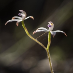 Caladenia ustulata (Brown Caps) at ANBG South Annex - 7 Oct 2017 by GlenRyan