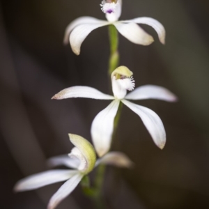 Caladenia ustulata at Acton, ACT - 7 Oct 2017